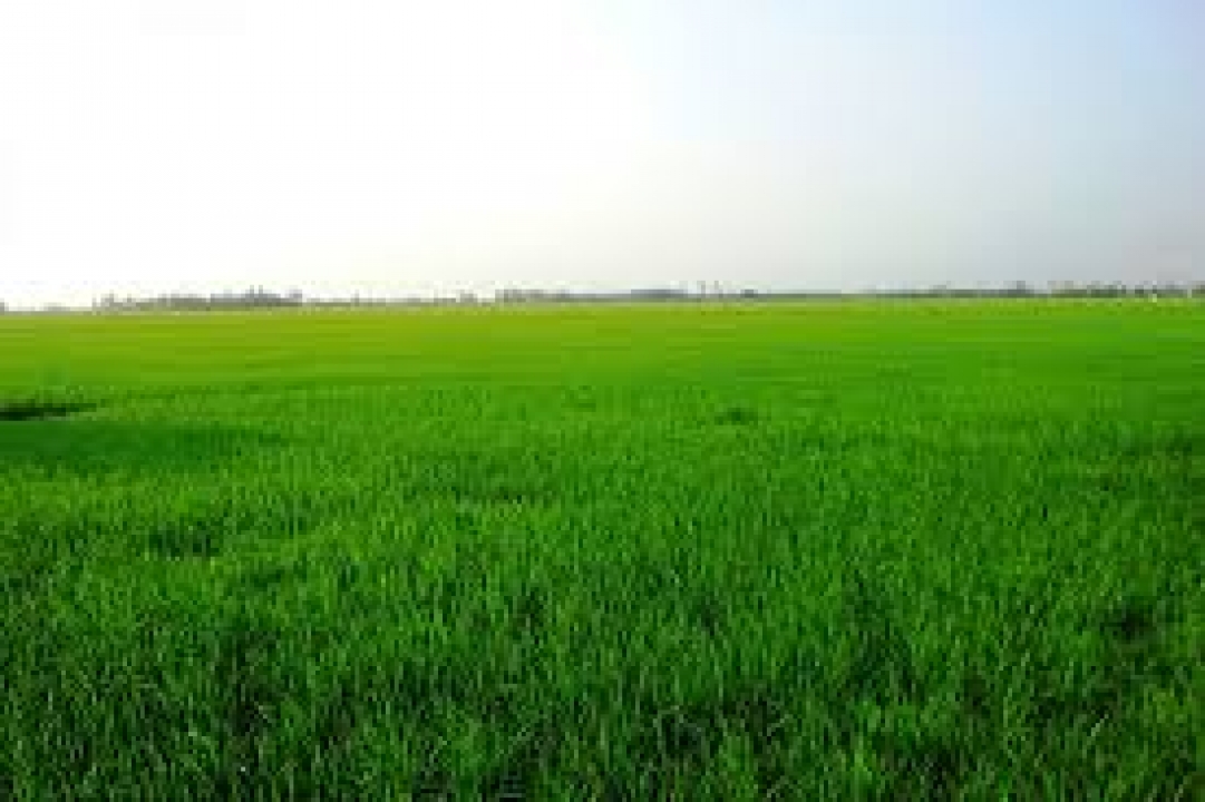 Phân bón Phú Điền sẵn sàng cho vụ Đông Xuân