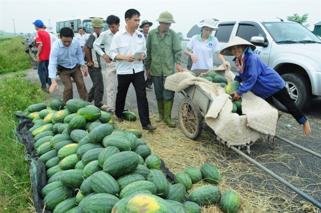 Phân bón Phú Điền với mô hình dưa hấu trên gốc bầu