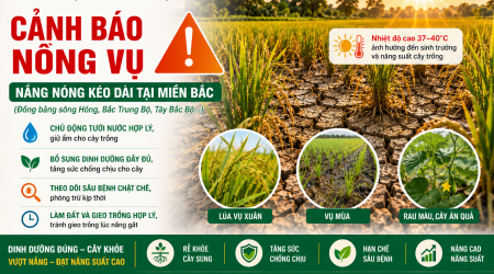  Chủ động ứng phó nắng nóng, bảo vệ cây trồng vụ Hè tại miền Bắc