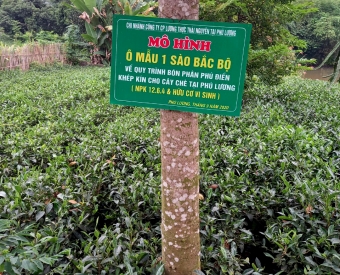  Lợi ích kép từ mô hình bón phân Phú Điền khép kín cho cây chè