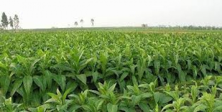  Bón NPK Phú Điền cho cây thuốc lào