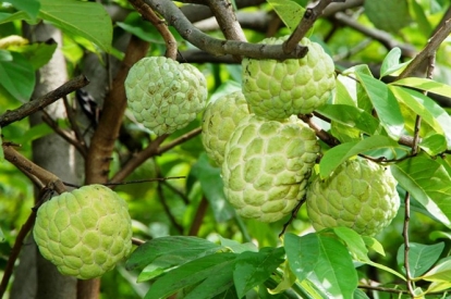  Kỹ thuật bón phân cho cây na trên đất dốc Lạng Sơn